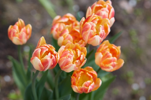 A group of striped varietal tulips in the garden Foxy Foxtrot top view