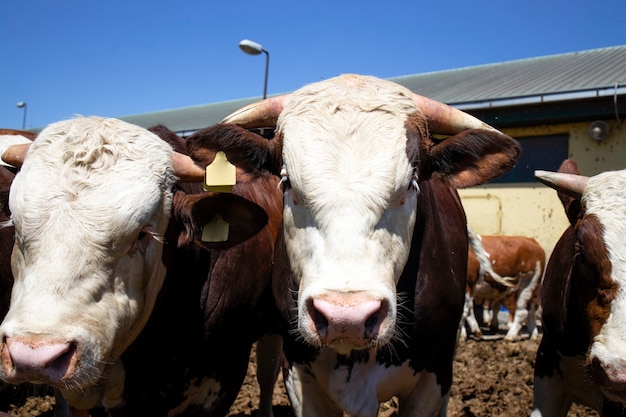 Gruppo di forti tori muscolari animali domestici per la produzione di carne presso l'azienda agricola biologica.