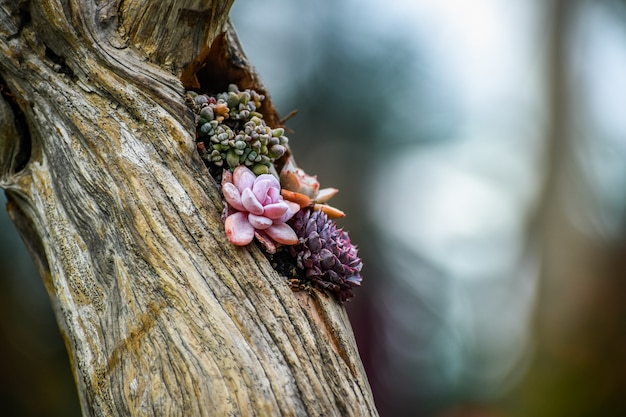 Group of succulents growing on a tree