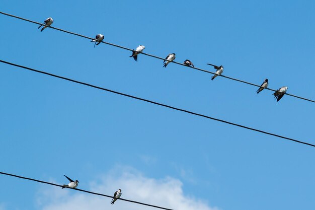 A group of swallows sits on wires swallows clean their feathers sleep watch barn swallows adults and chicks Against the background of the blue sky