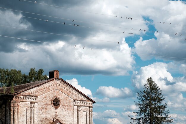 Photo group of swallows sitting on wires