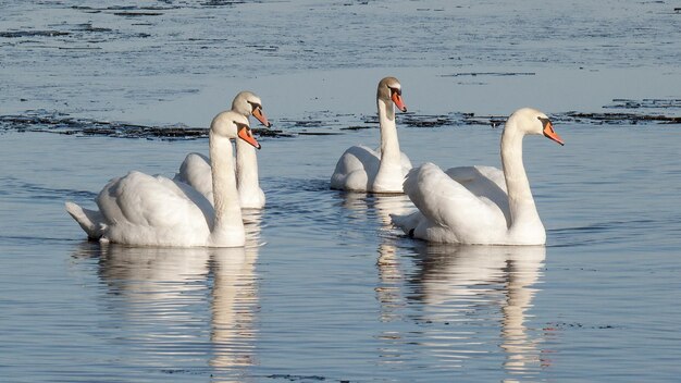 Photo a group of swans are swimming in the water