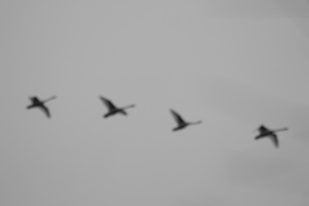 A group of Swans Flying in the sky, blurred image