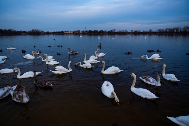 日中、湖で餌をやる白鳥の群れ