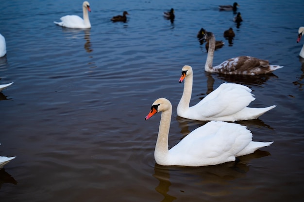 日中、湖で餌をやる白鳥の群れ