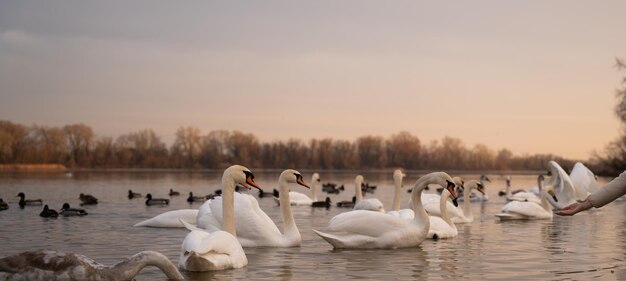 A group of swans on the lake feed during the day