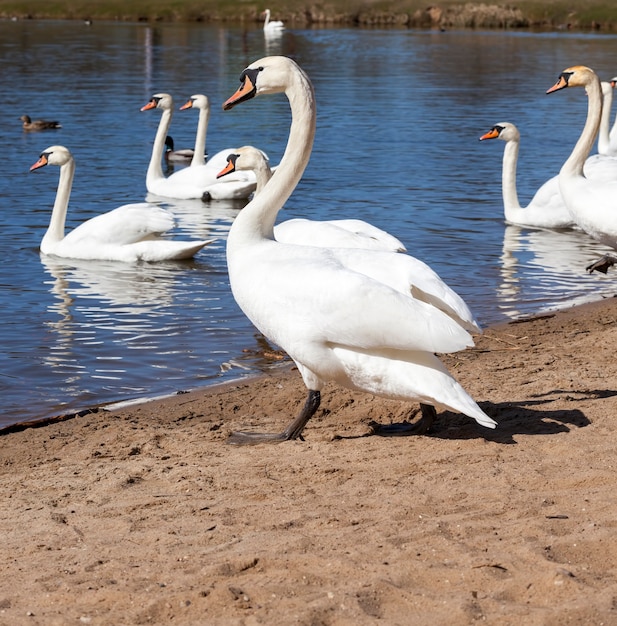 Gruppo di cigni vicino al lago