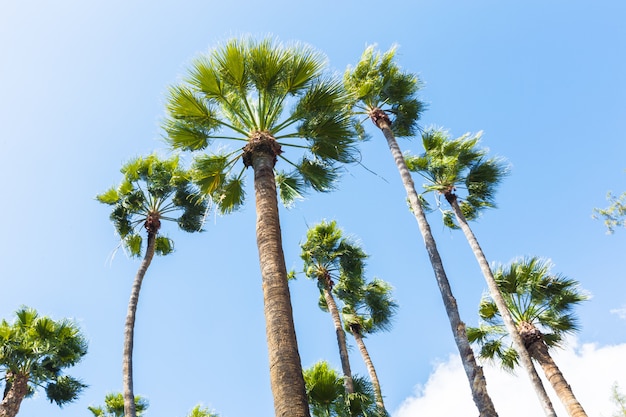 Group of tall palm trees bottom view