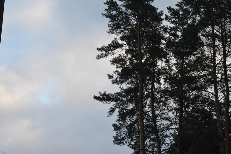 Photo a group of tall pine trees with the word i on the bottom