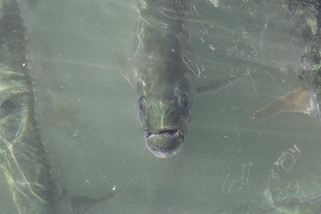 A group of tarpon are waiting for the fishermen to throw away the fish guts in the water