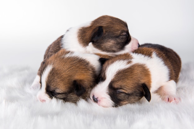 Group of three Pembroke Welsh Corgi pembroke puppies dogs isolated on white scenery