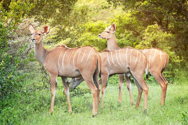 3 つの南アフリカの赤茶色のアンテロープ クーズーのグループで、肌に縞模様があり、平和に食事を