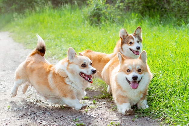 Group of three welsh corgi dogs running in the grass