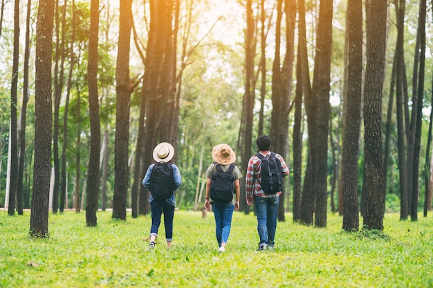 A group of travelers walking and looking into a beautiful pine woods