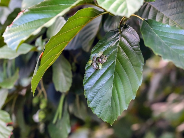 A group of tree bugs on a tree leaf