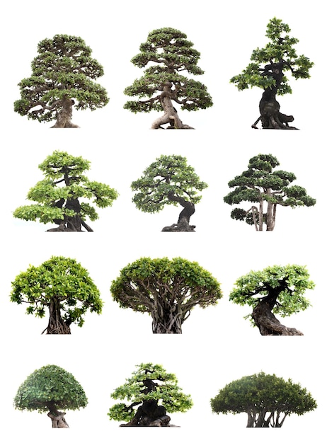 Group of tree isolated on white background Bonzai