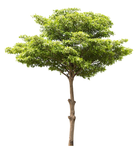 Group of tree isolated on white background for design material
