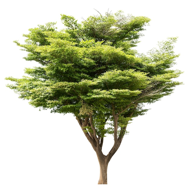 Group of tree isolated