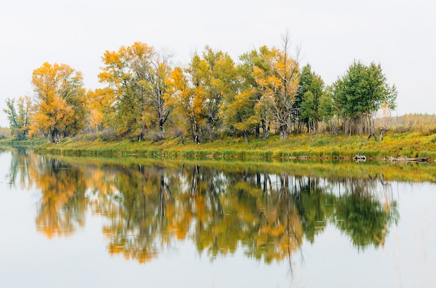 Un gruppo di alberi in autunno sulla riva del fiume rifletteva la riflessione degli alberi