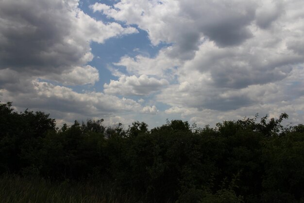 Photo a group of trees and clouds