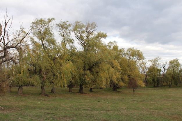 A group of trees in a field