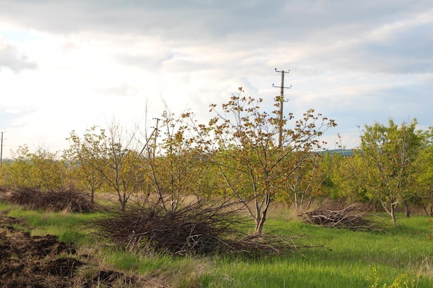 A group of trees in a field