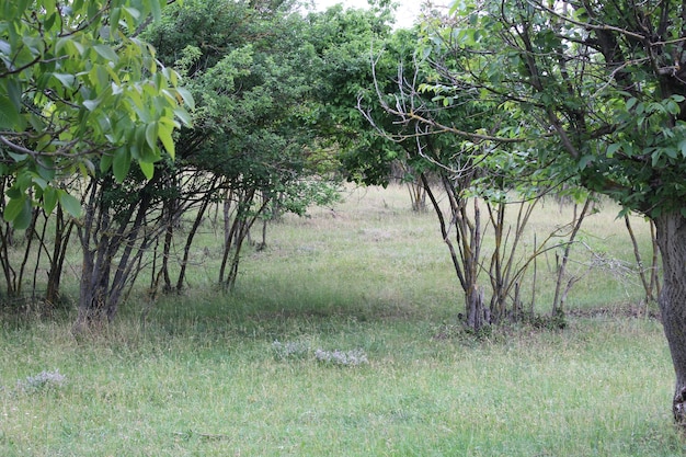 A group of trees in a field