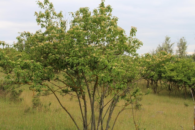 A group of trees in a field