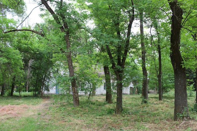 A group of trees in a field