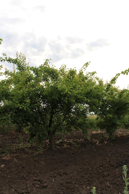 A group of trees in a field