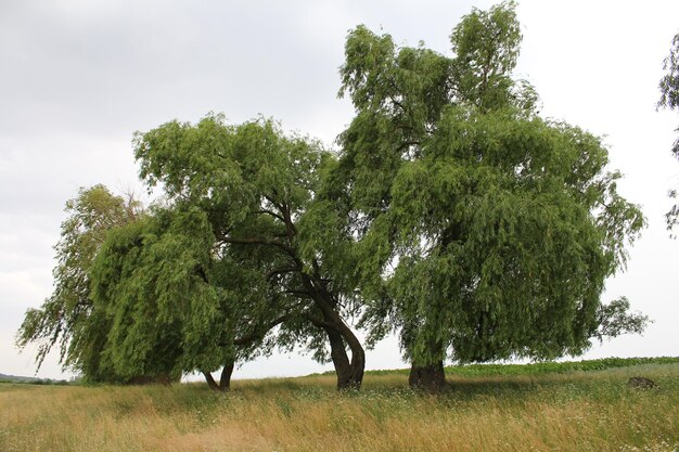 Photo a group of trees in a field