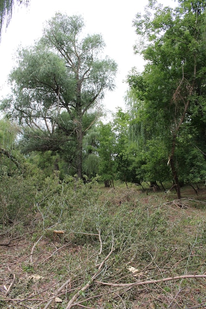 a group of trees in a forest