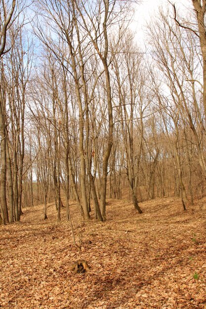 Photo a group of trees in a forest