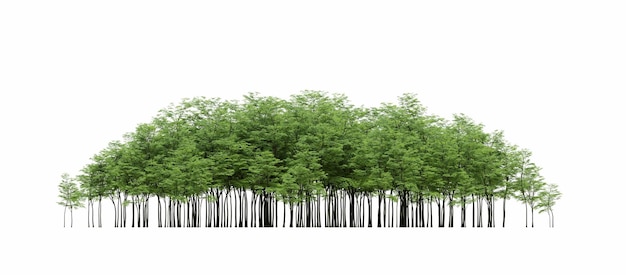 group of trees isolated on a white background big trees in the forest 3D illustration cg render