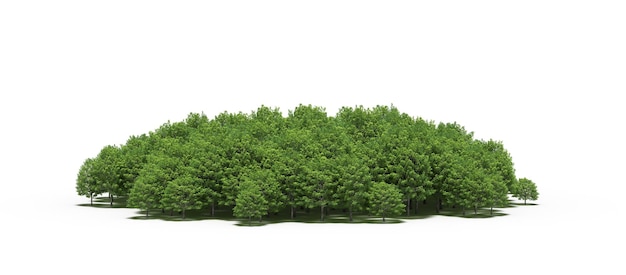 group of trees isolated on a white background big trees in the forest 3D illustration cg render