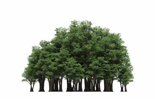 group of trees isolated on a white background big trees in the forest 3D illustration cg render