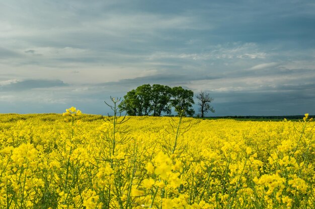 Group of trees in the rape field and evening sky