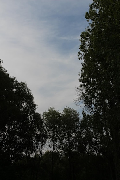 Photo a group of trees in the sky