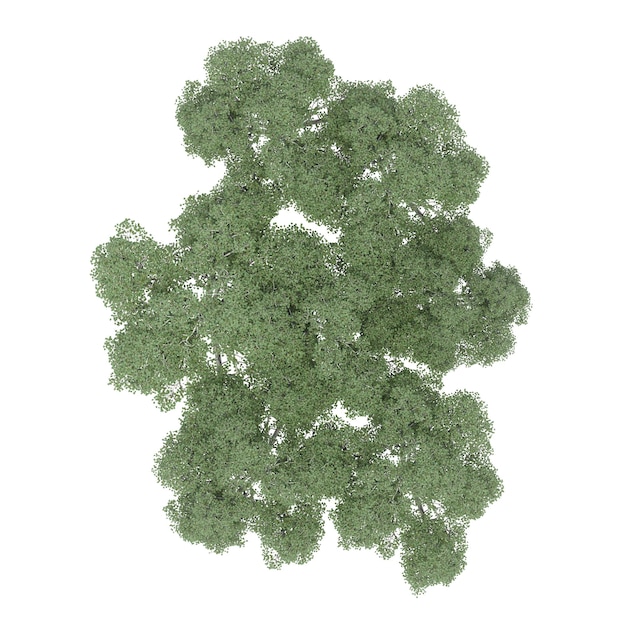 Photo group of trees, top view, isolated on white background, 3d illustration, cg render