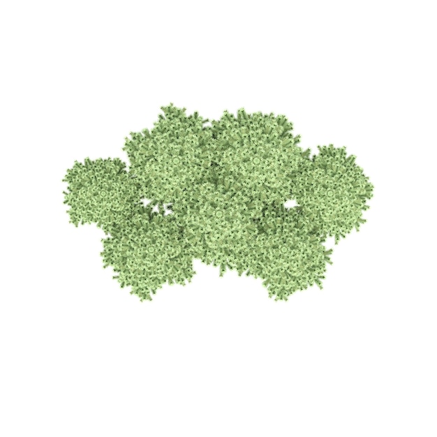 Photo group of trees, top view, isolated on white background, 3d illustration, cg render