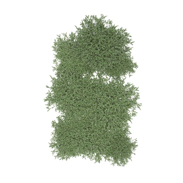 group of trees, top view, isolated on white background, 3D illustration, cg render