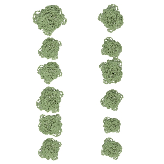 group of trees, top view, isolated on white background, 3D illustration, cg render