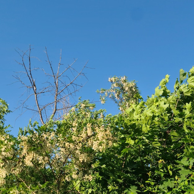 A group of trees with blue sky