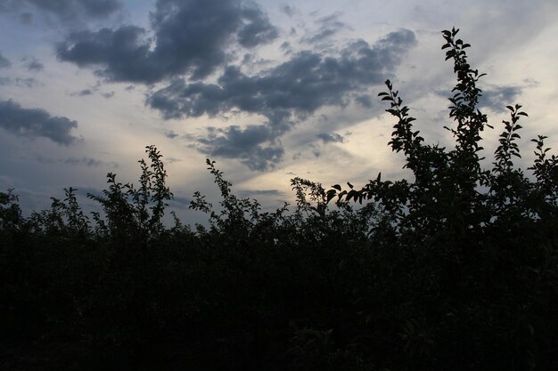 A group of trees with clouds in the sky