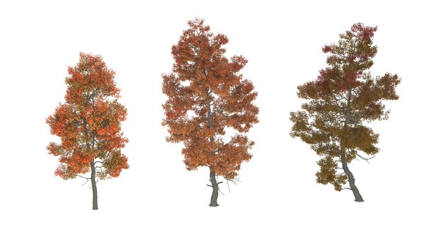 A group of trees with different colors of autumn