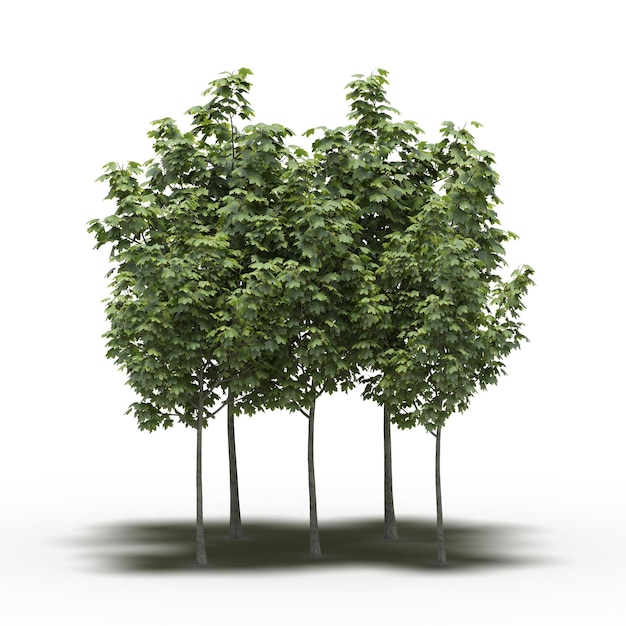 group of trees with a shadow under it, isolated on white background, 3D illustration, cg render