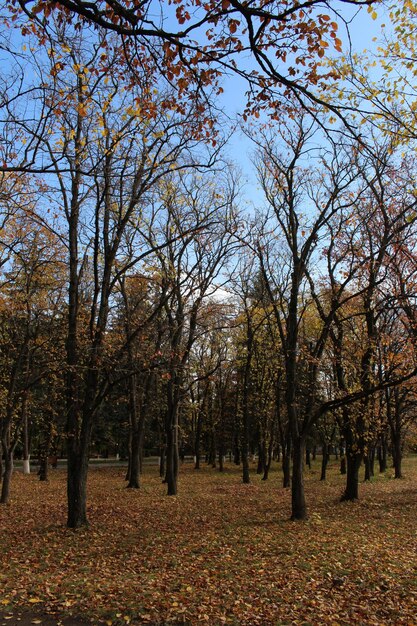 Foto un gruppo di alberi con foglie gialle