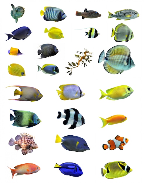 Photo group of tropical fishes