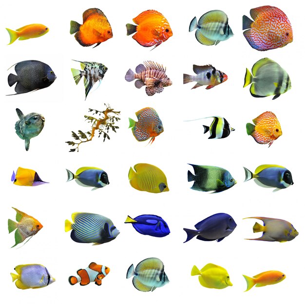 group of tropical fishes