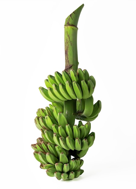 Foto un gruppo di banane verdi frutta tropicale isolato su bianco